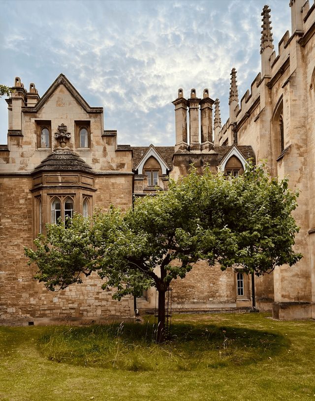 Newton’s apple tree outside Trinity College