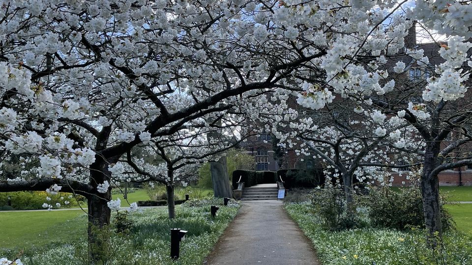 A path under cherry trees in blossom in the Selwyn College gardens